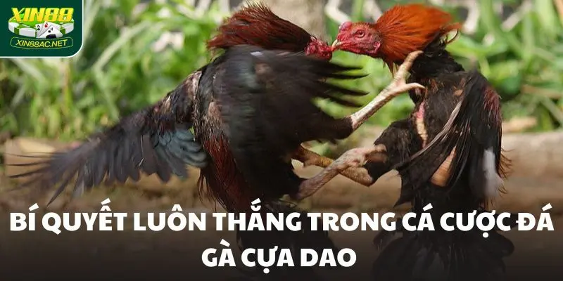 bi quyet da ga cua dao Bí quyết luôn thắng trong cá cược Đá Gà Cựa Dao