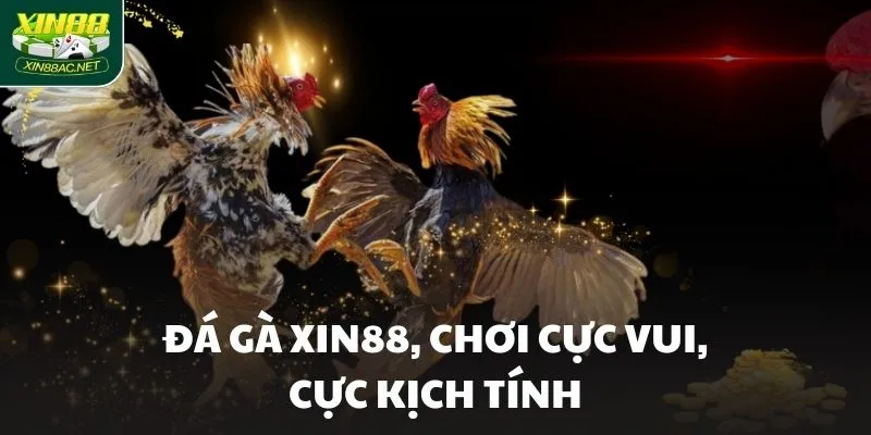 da ga xin88 choi cuc vui cuc kich tinh Đá gà XIN88, chơi cực vui, cực kịch tính