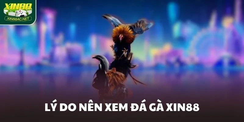 Lý do nên xem đá gà XIN88
