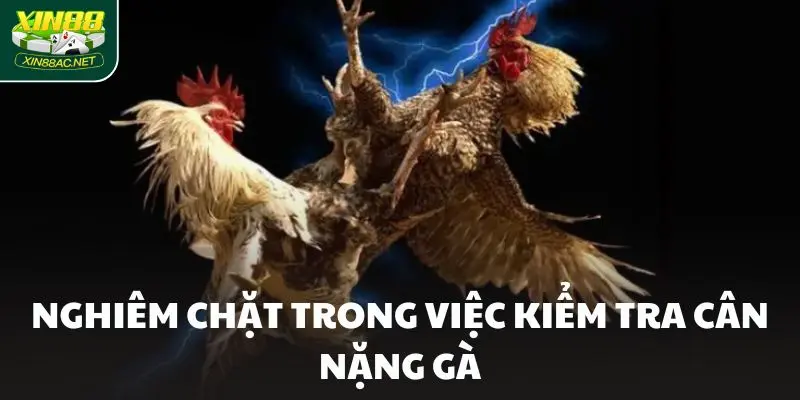 quy dinh da ga cua dao Nghiêm chặt trong việc kiểm tra cân nặng gà